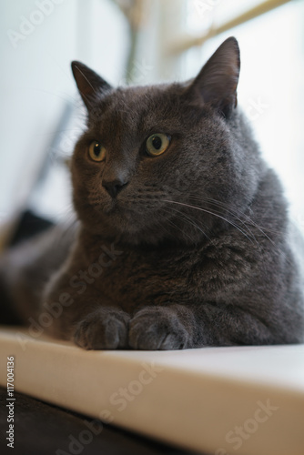 gray cat sitting on whe window