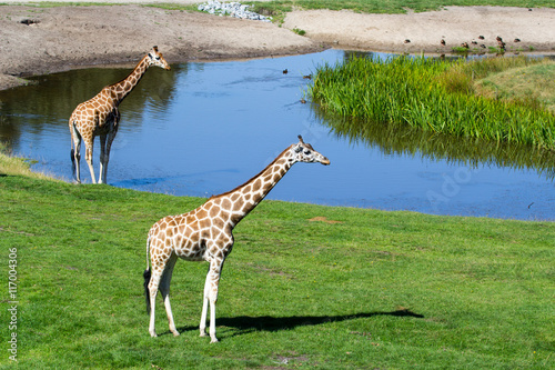 Giraffen auf Wiese am Wasser photo