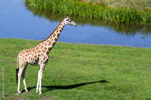 Giraffe auf Wiese am Wasser