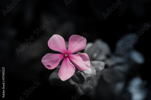 Flowers in the design of natural dark tones. The image is the art