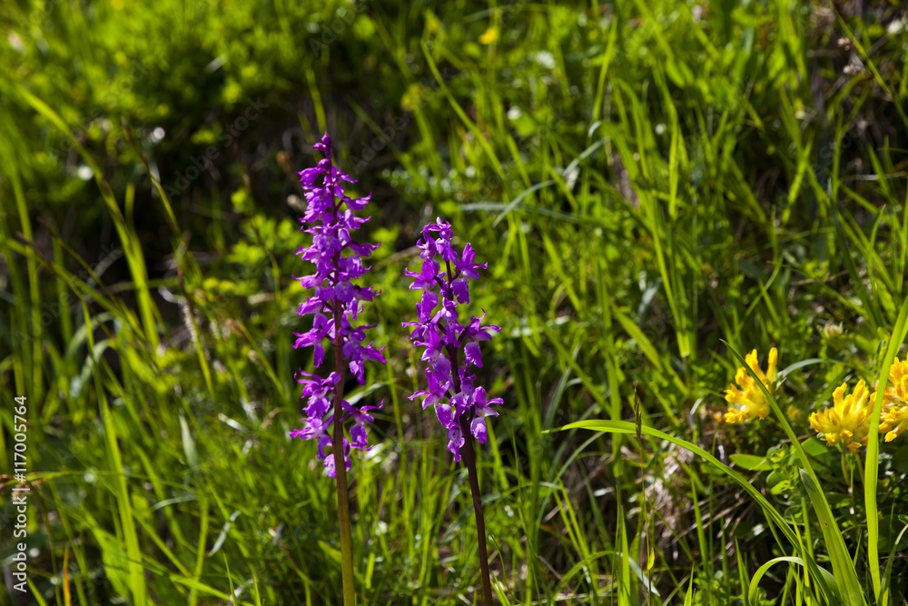 Knabenkraut StockFoto Adobe Stock