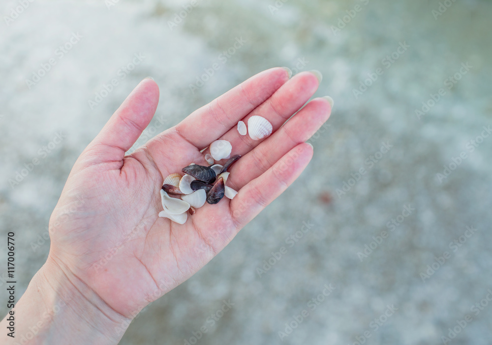 Shells on a female hand on a background of sea sand