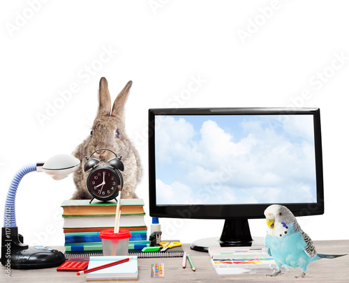 rparrot, rabbit , alarm clock, computer and school supplies photo