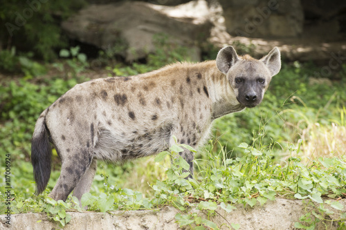 Spotted Hyena looking