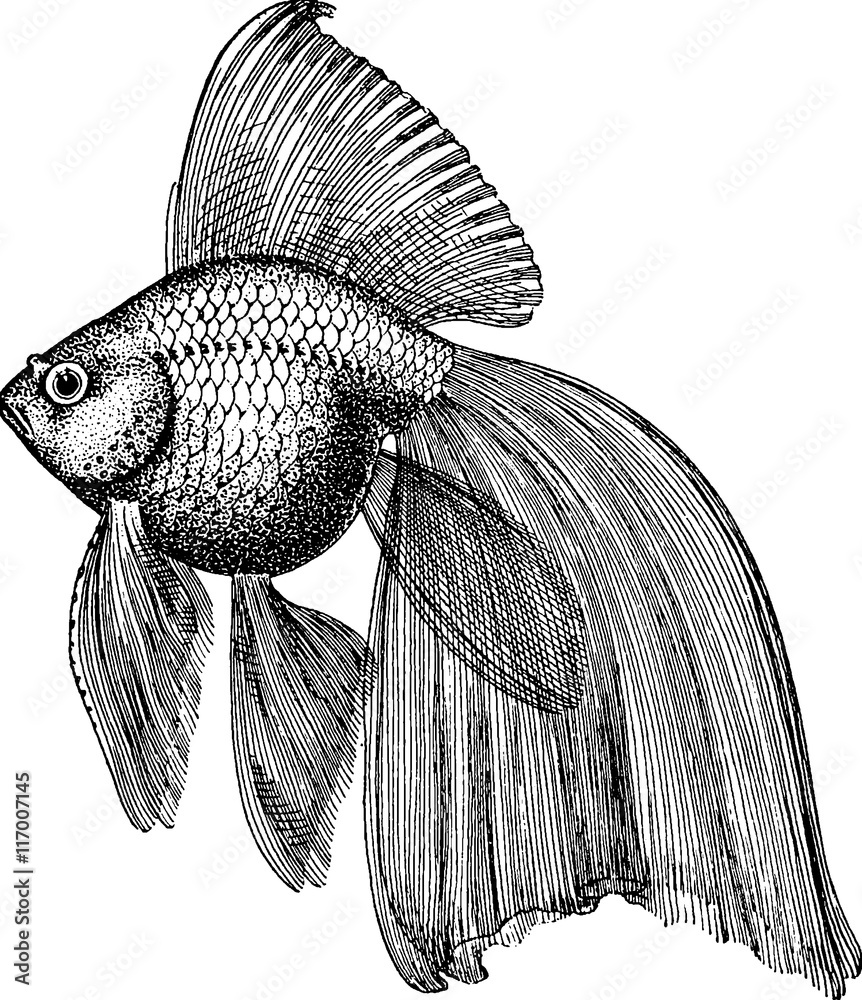 Fototapeta premium Vintage picture goldfish