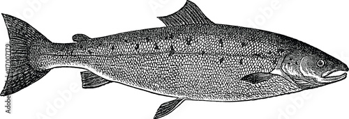 Vintage picture trout salmon fish