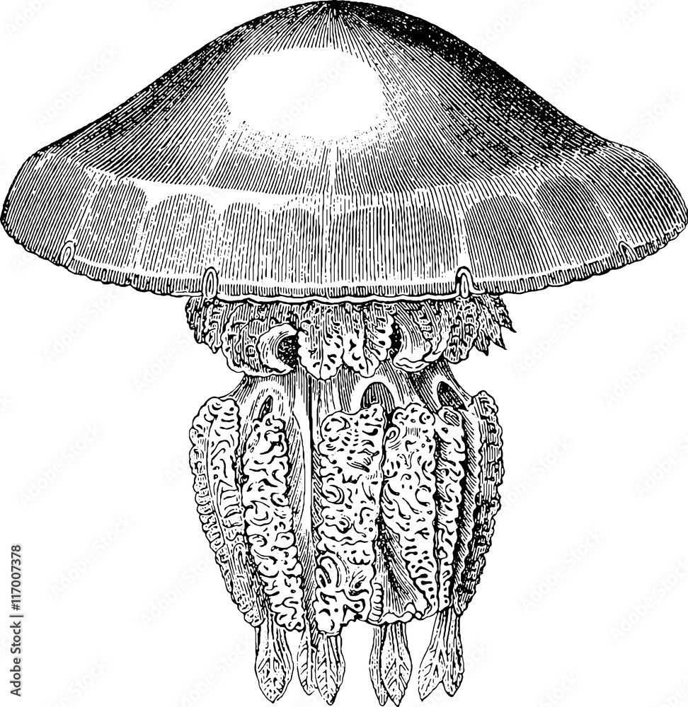 Naklejka premium Vintage picture jellyfish