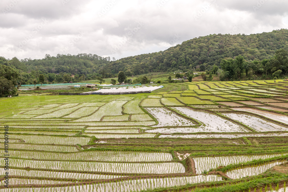 Rice field in Doi Inthanon national park Chiang Mai, Jun 2016