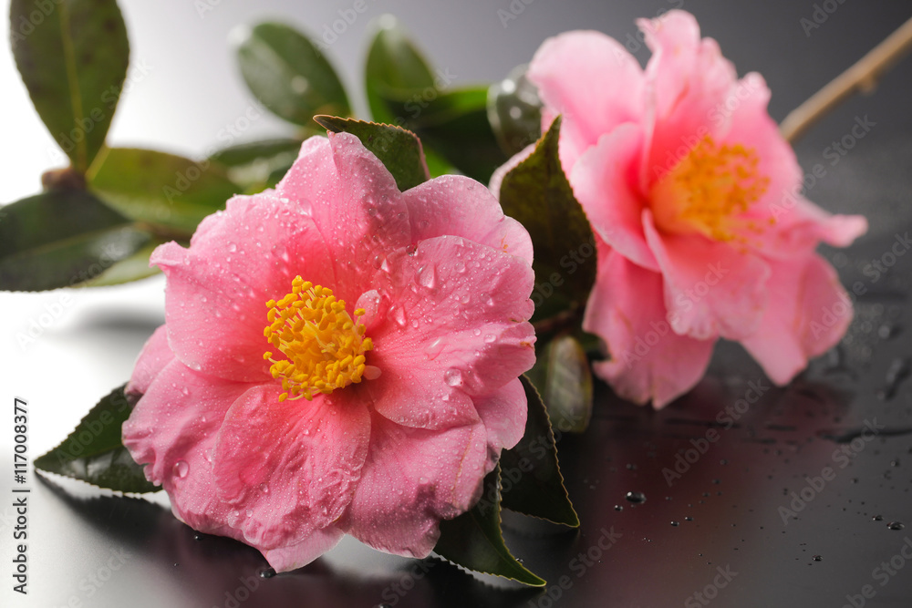 Fototapeta premium 椿の花