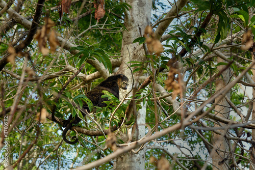 Bear Cuscus (Ailurops ursinus) in tree © Elena Odareeva