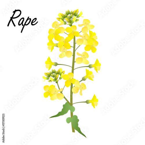 Rape (Brassica napus, rapeseed, colza, oil seed, canola). Colored hand drawn vector illustration of rape flowers on white background.