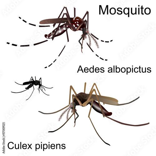 Differences between common mosquito (Culex pipiens) and Asian tiger mosquito (Aedes albopticus, carrier of Zika virus) with added mosquito silhouette. Vector illustration on white.