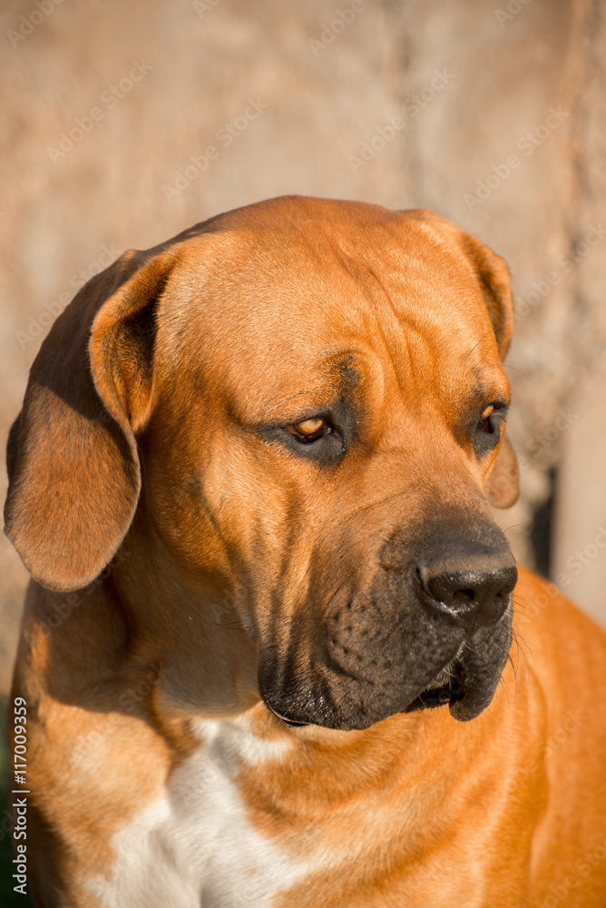 Face of young male boerboel dog