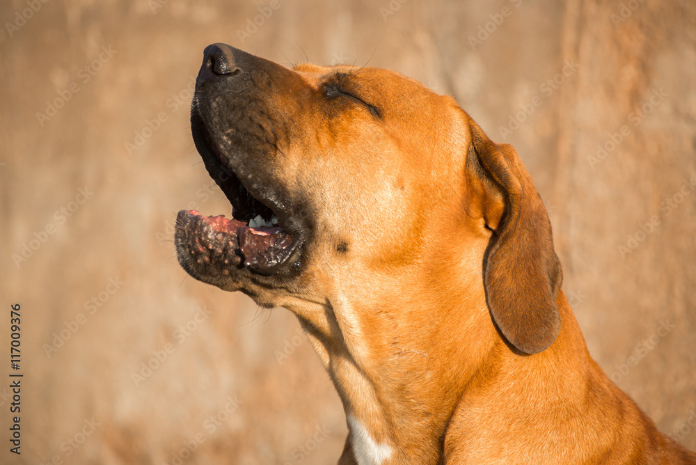 Fototapeta premium Young Boerboel dog yawning