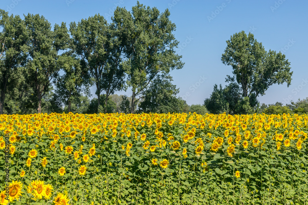 Fototapeta premium Beautiful sunflower field under trees grow for oil and fuel