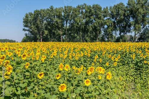 Beautiful sunflower field under trees grow for oil and fuel