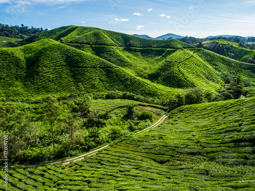 Tea Plantation on the mountain at Cameron Highlands, Malaysia photo