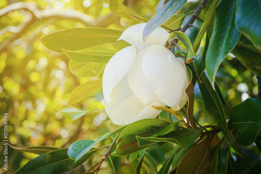 Naklejka premium White Magnolia flower on tree with green leaves on soft background of foliage in sunny day