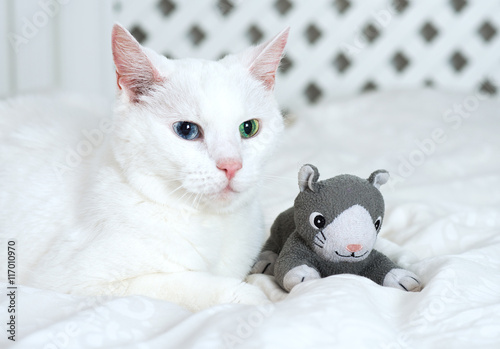 White cat lying on the bed with toy.
