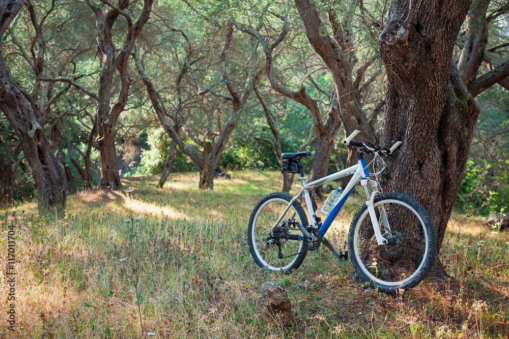 Mountain bike near olive tree