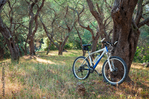 Mountain bike near olive tree