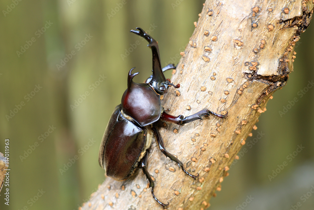 Japanese rhinoceros beetle (Trypoxylus dichotomus) in Japan
Japanese rhinoceros beetle (Trypoxylus dichotomus) in Japan