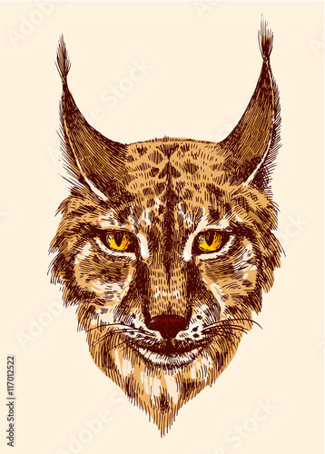 sketching of lynx