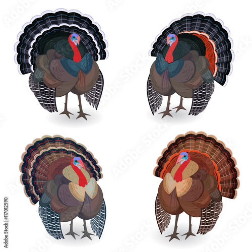 Collection of Turkeys for your design