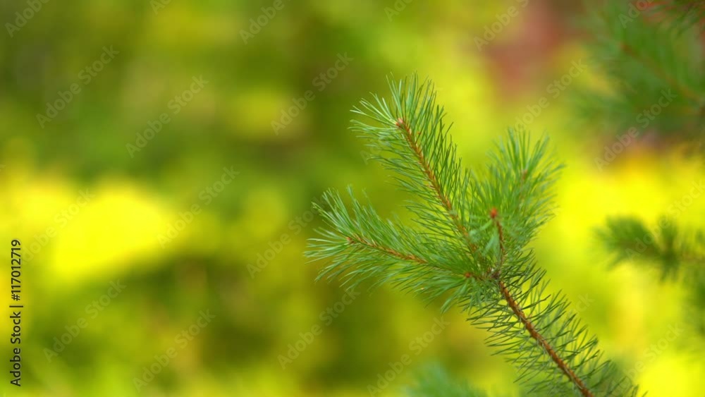 spruce branch sways in the wind spruce branch sways in the wind
