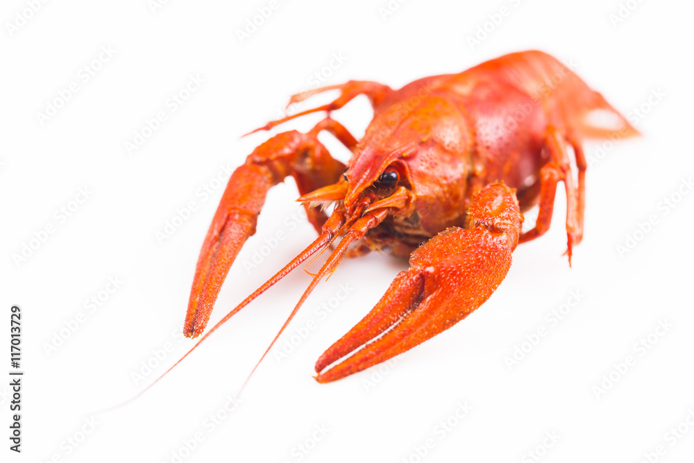 Red crayfish isolated on a white Red crayfish isolated on a white