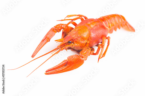 Red crayfish isolated on a white