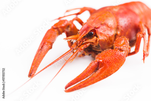 Red crayfish isolated on a white