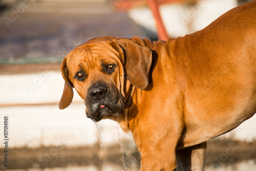 Boerboel dog drinking water photo