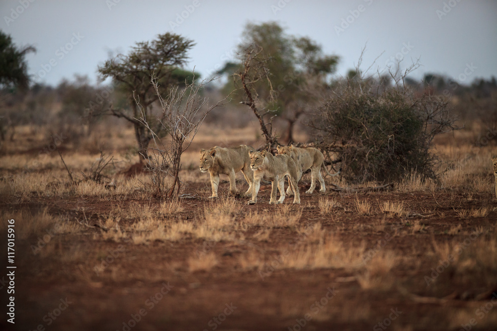 lioness lioness