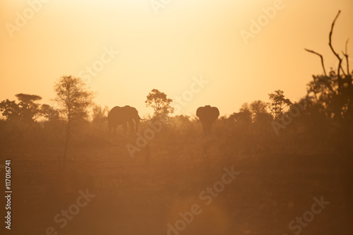 silhouette of elephants