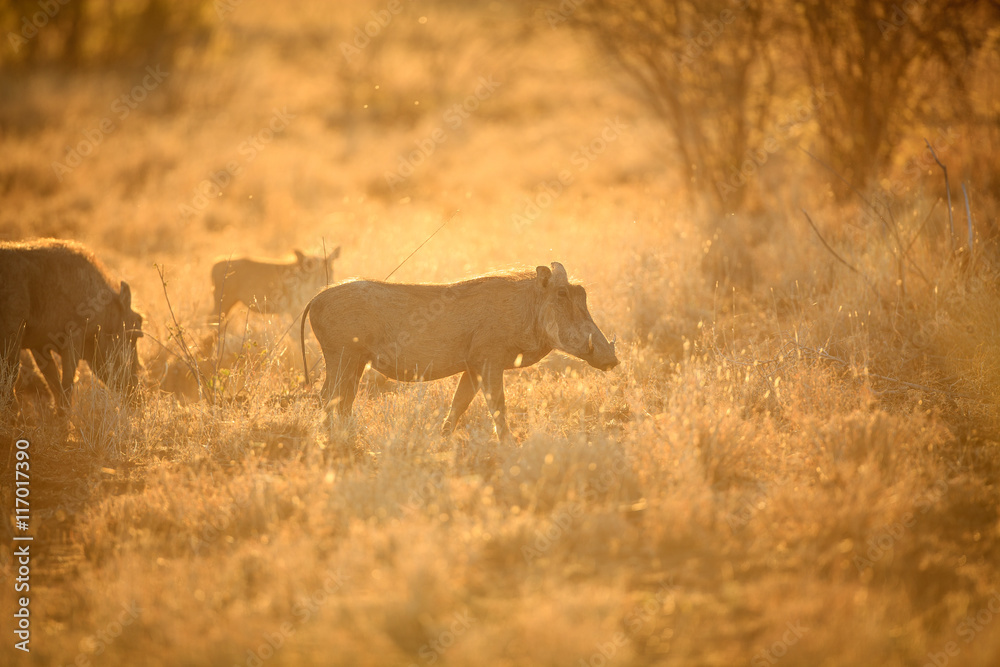 warthog warthog