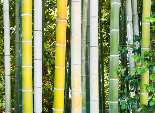 Bamboo forest background.