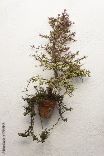 Portucalaria afra in hanging pot on white wall.