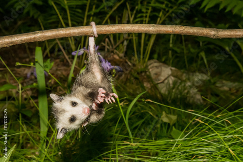 A baby Opossum hanging from his tail.