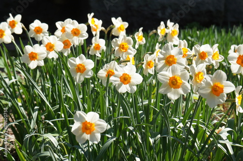Bunch of white and yellow narcissus flowers in garden