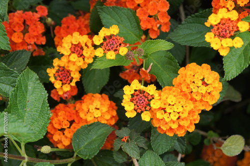 Lantana orange and red flowers 