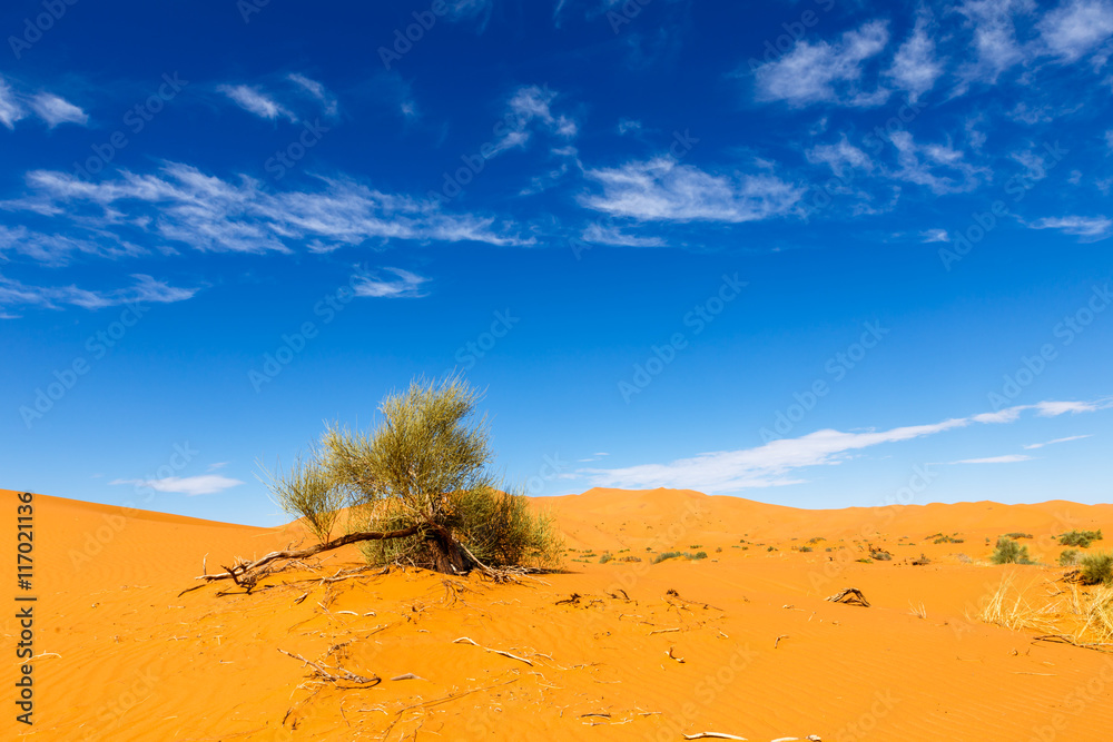 green shrub in the Sahara.
