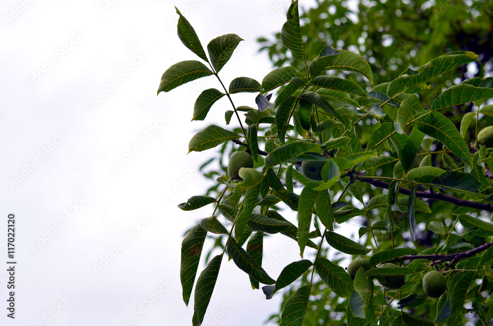 apple tree with young fruits