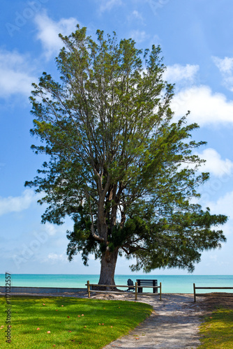 Bench and Chair under a Tree on the Beach