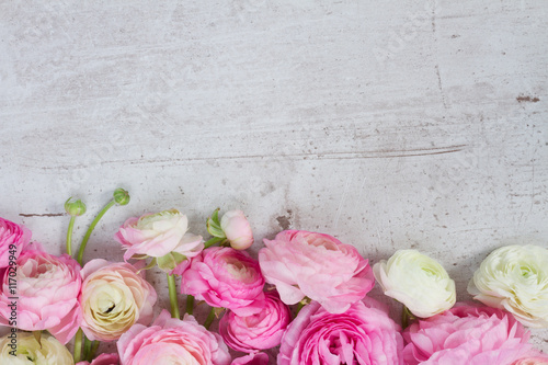 Pink and white ranunculus flowers © neirfy