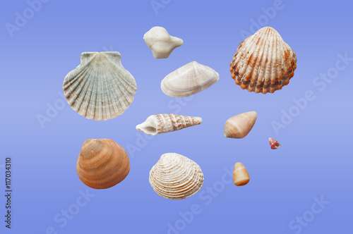 Different types of seashells
