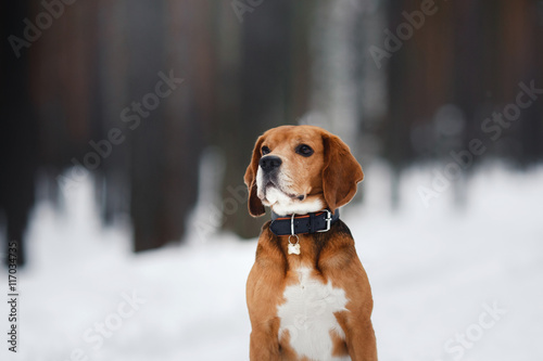Fototapeta Naklejka Na Ścianę i Meble -  Dog breed Beagle walking in winter, portrait