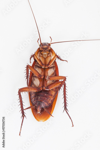  macro of cockroach is dead shoot on white background