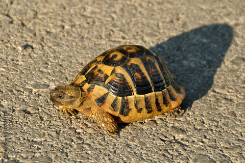 Schildkröte am Asphalt