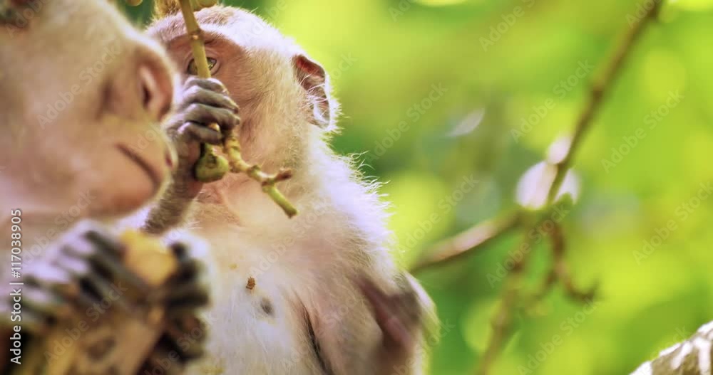 Two cute and funny young monkeys on tree branch in sacred forest of Ubud Bali Two cute and funny young monkeys on tree branch in sacred forest of Ubud Bali